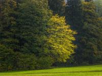 Leuchtender Laubbaum sticht am Waldrand hervor